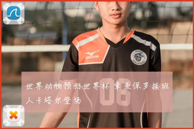 世界动物预测世界杯 章鱼保罗接班人卡塔尔登场